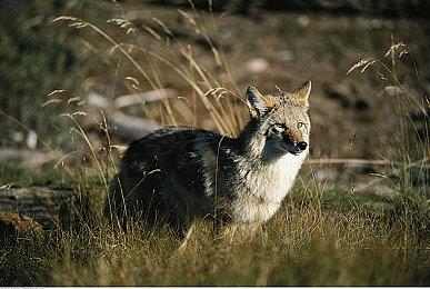 SE介绍2022年游戏发售计划 并未包含《最终幻想16》