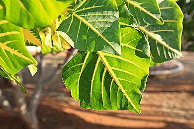 《心灵杀手2》官宣：不发行实体版 以保证不涨价